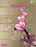 Love K800 / K800i theme