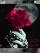 Rose animated K800 / K800i theme