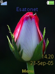 Rose W910  theme