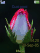 Rose W910  theme