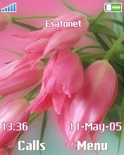 Pink tulips W810  theme