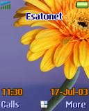 Gerbera flower t637 theme