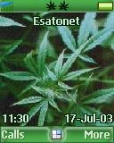 Green Dream t637 theme