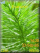 Green Theme K800 / K800i theme