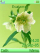 All green S500 theme