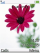 Lovely flower S500 theme