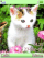 Cute kitty S500 theme