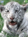 Tiger K810 theme