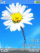 Flower K810 theme