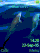 Dolphin blue W888  theme