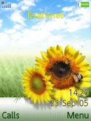 Summer W580 theme