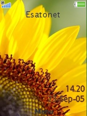 Sunflowers W595  theme