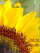 Sunflowers W595  theme
