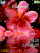 Pink flower animated K770  theme
