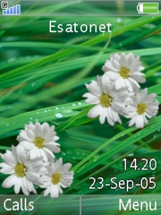 White flowers W850 theme