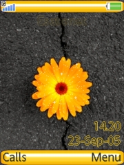 Flower K800 / K800i theme