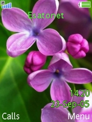 Pink flowers W880  theme
