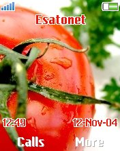 Tomato