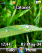 Vista Glass Edition W300 / W300i theme