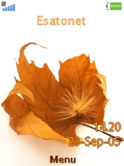 Autumn leaf W595  theme