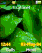 Dark  green_af72m958 K310 / K310i theme