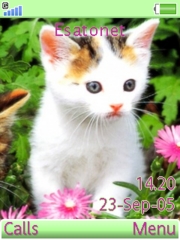 Cute kitty S500 theme