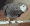 Parrot
