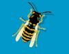 Bee from Esato