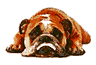 Bulldog