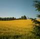 Meadow