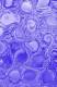 Bluedrops