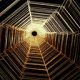 Web