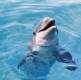 Delfin