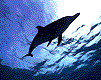 Dolphin from Esato