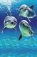 Dolphins