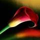 Calla lily