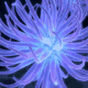 Anemone