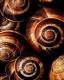 Shells
