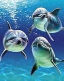 Dolphins