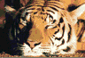 Tiger from Esato