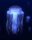 Jelly fish