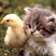 Kitten and chicken