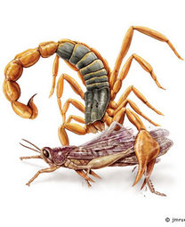 Scorpion