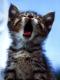 Kitty