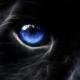 Panther Eye