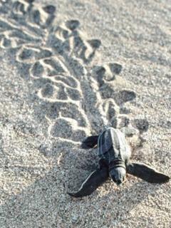 Baby Turtle from Esato