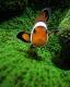 Fishy