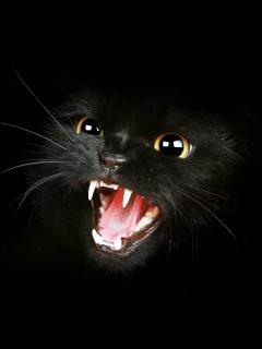 Black Cat from Esato