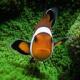 Fishy