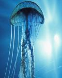 Jellyfish from Esato